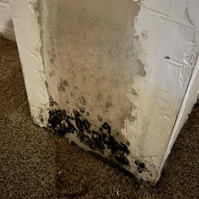 Professional Mold Removal in Belle Vernon, PA